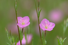 野草でもね_2020-⑧