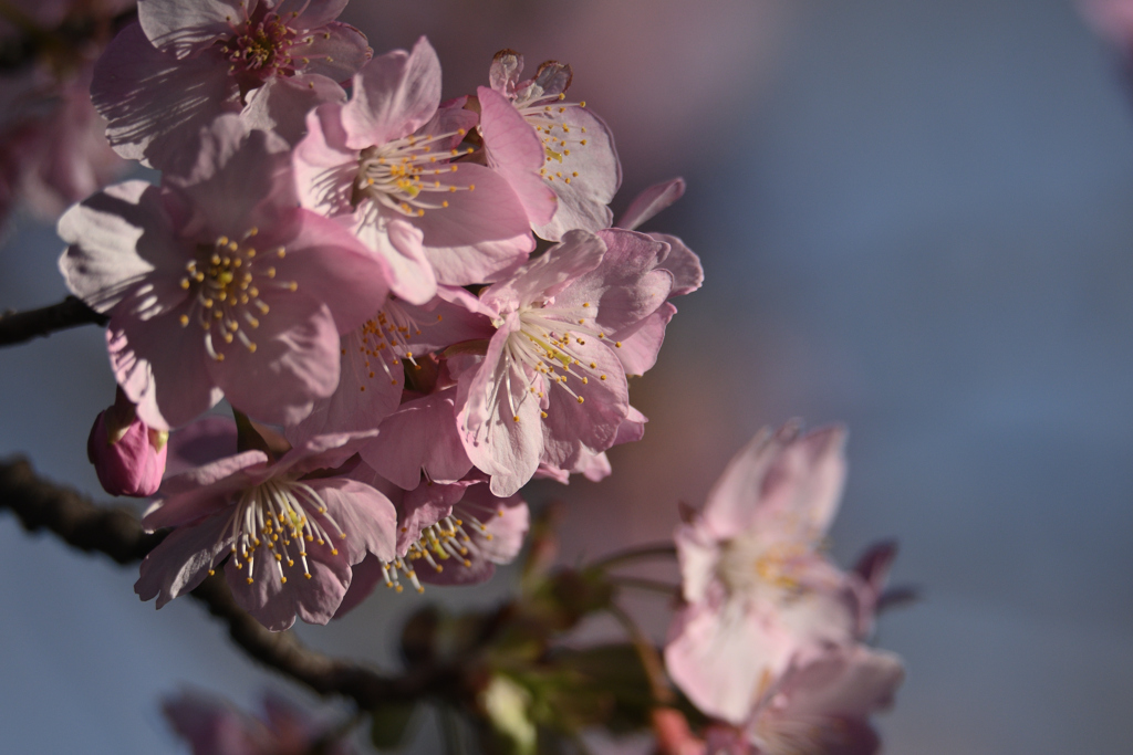 河津桜