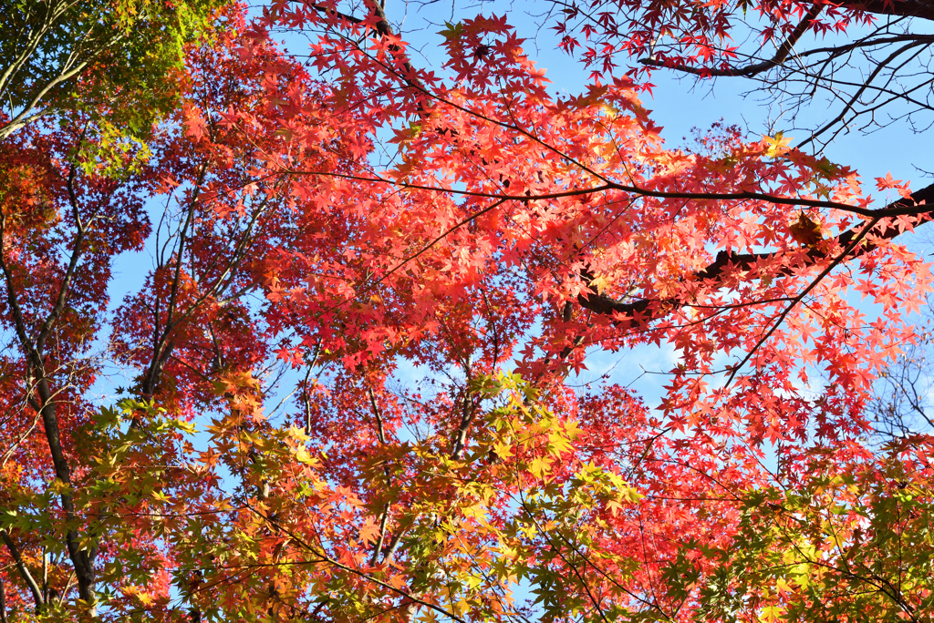 煌めく紅葉