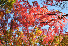 煌めく紅葉