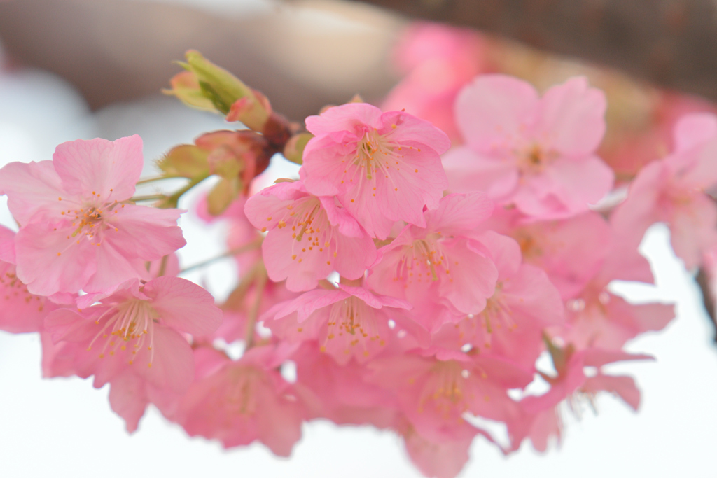 河津桜色