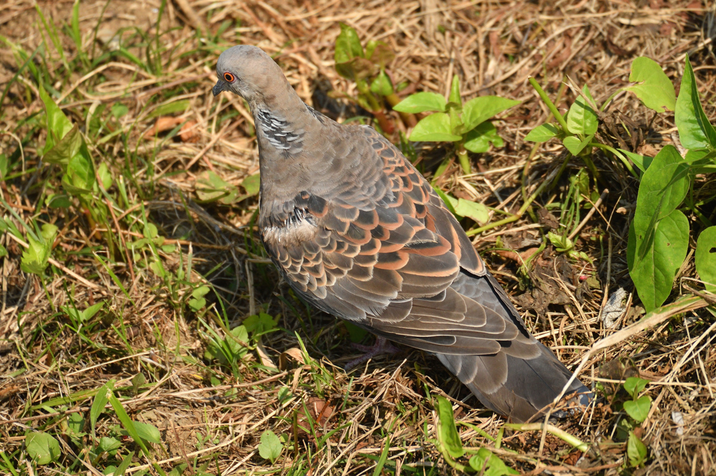 鳩