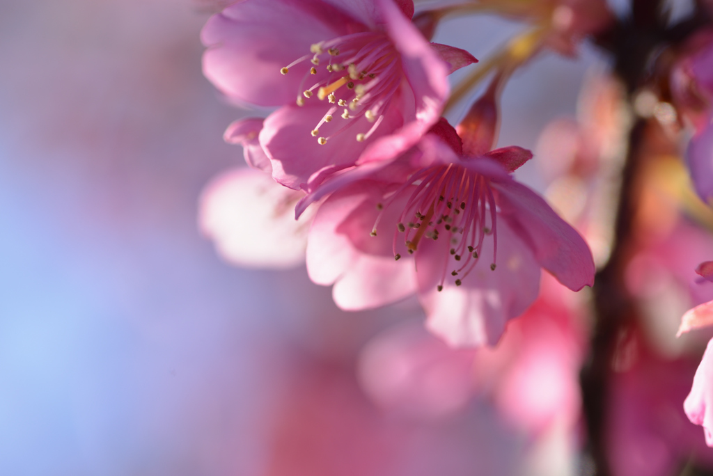 河津桜