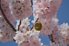 春めき桜ジロー-1