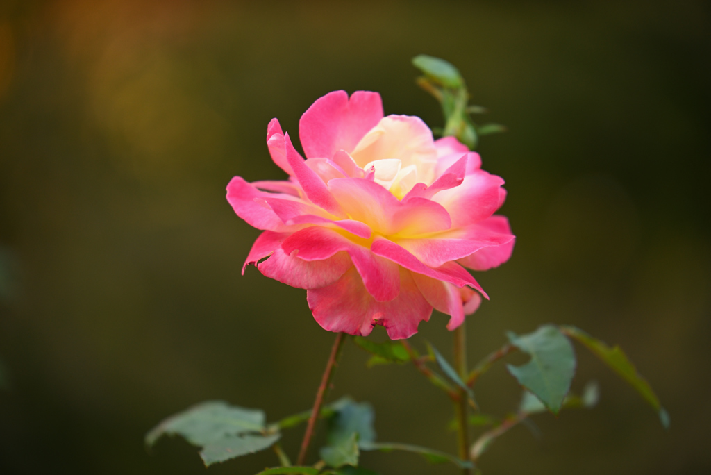 秋薔薇-2