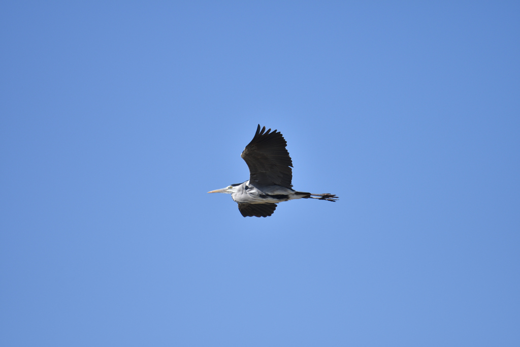 青鷺の空