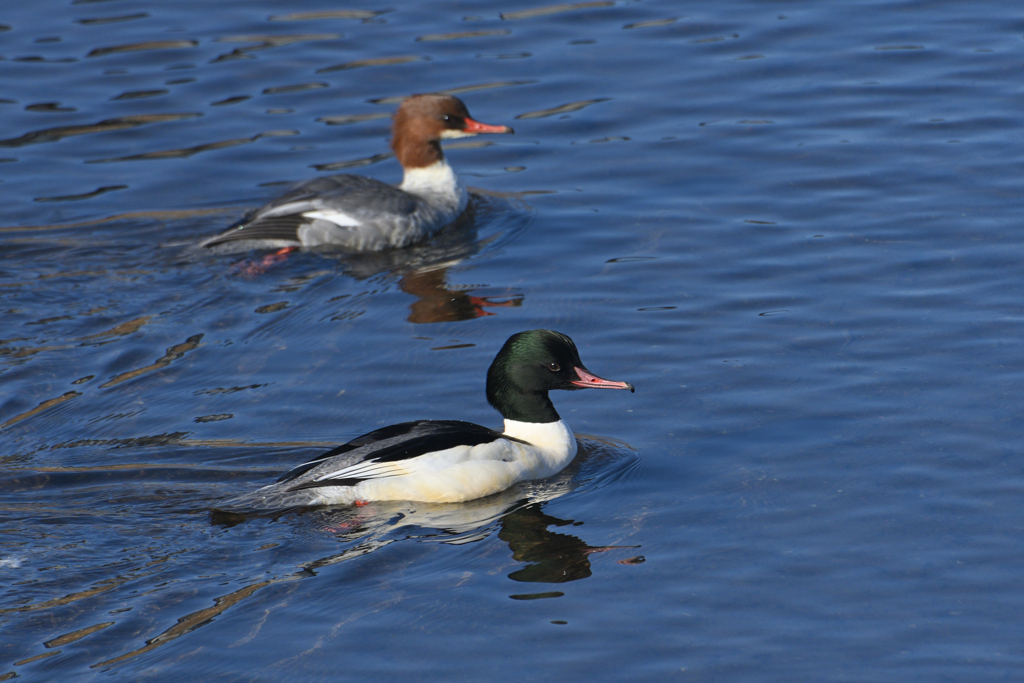 冬鳥がやって来た