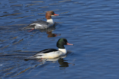冬鳥がやって来た