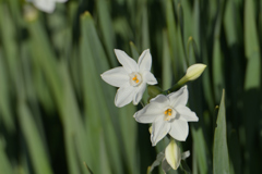 ペーパーホワイト