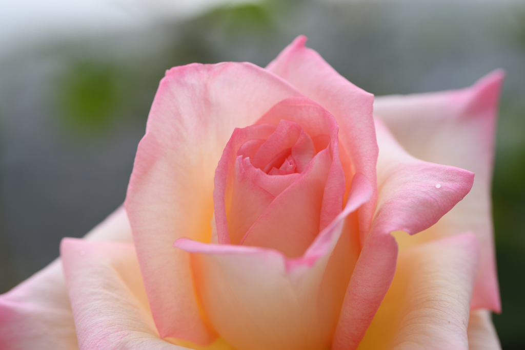 薔薇のアクセント