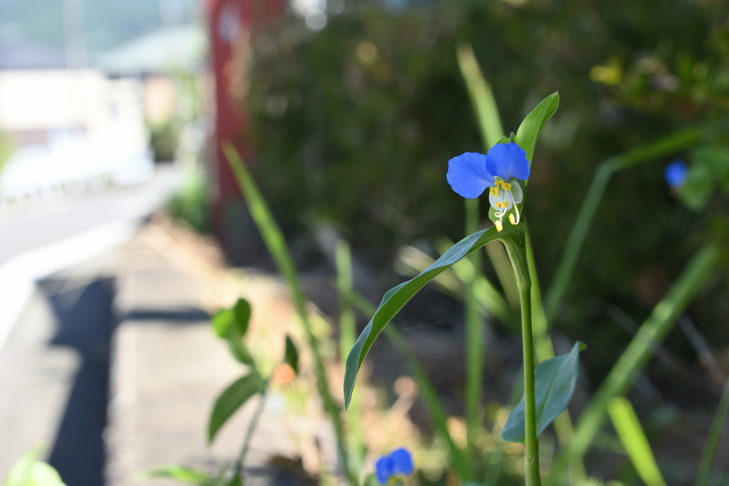 日陰に露草