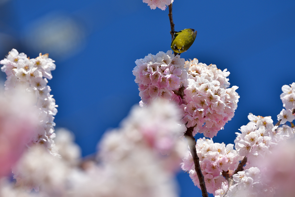 青空の桜ジロー
