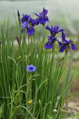 生け花風