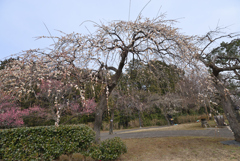 枝垂れ梅