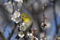 花は吸う物-2