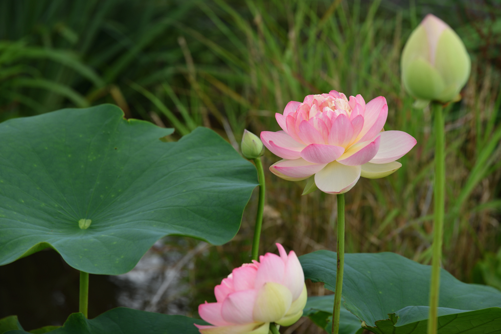 蓮花 ②