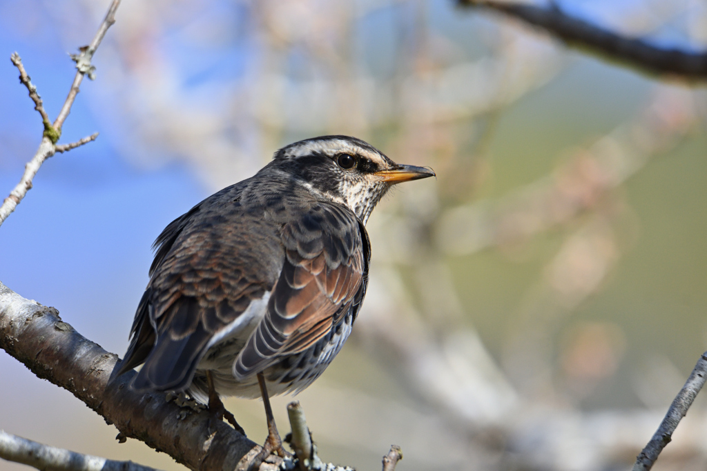 明るくなりました