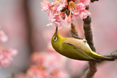 桜花と鳥-2