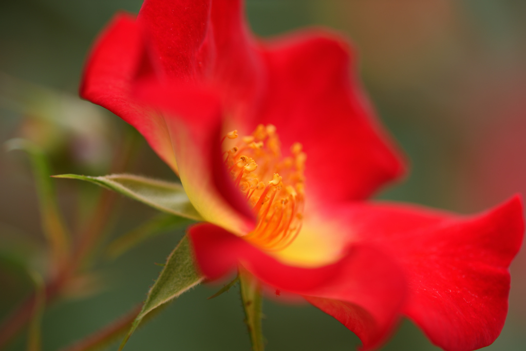 カクテルに酔って