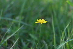 一輪の花