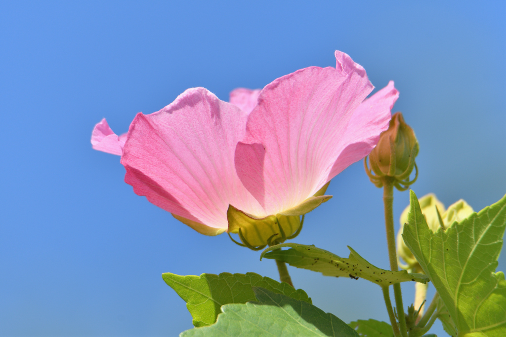 芙蓉