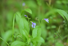 分からない野草