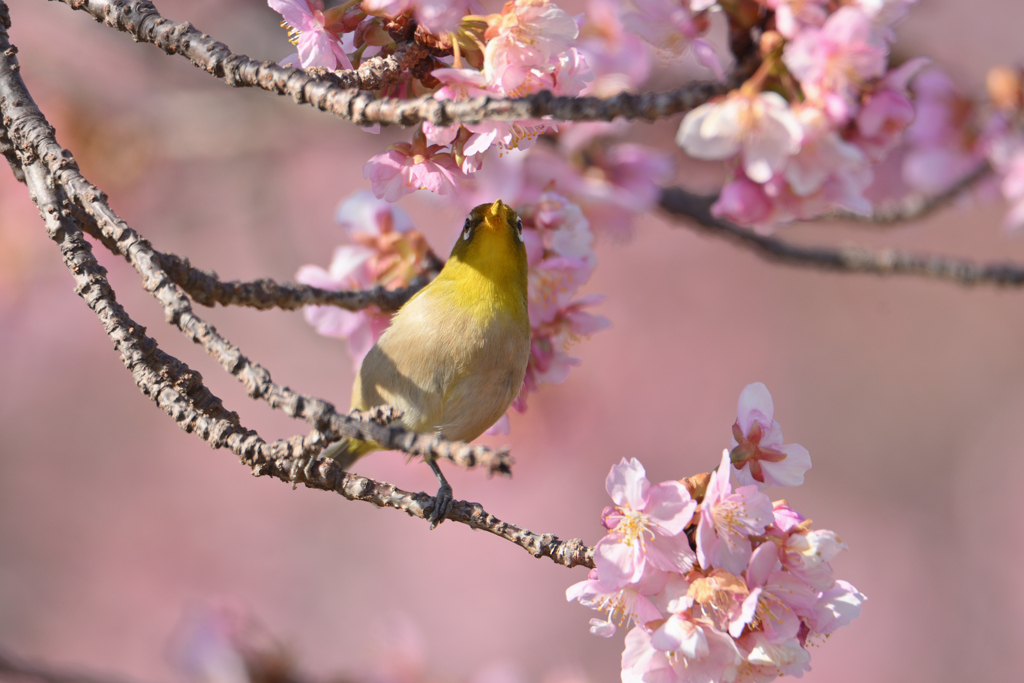 春の色合い