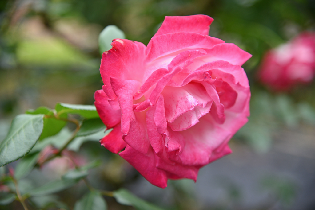 明るい薔薇