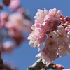 春めき桜