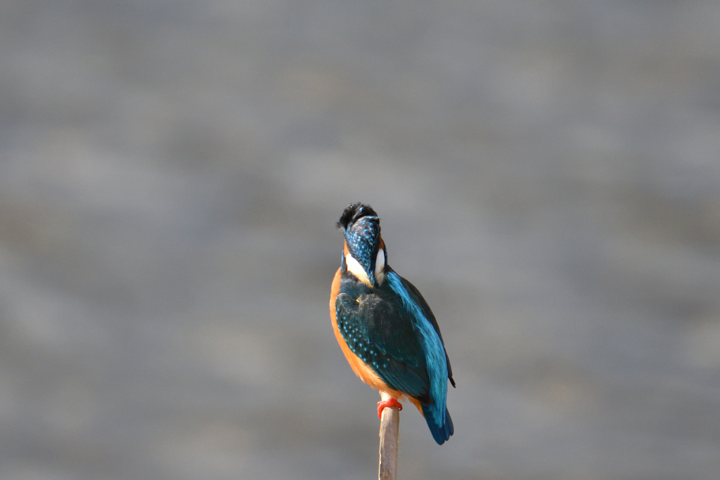 清流滝の如く-1