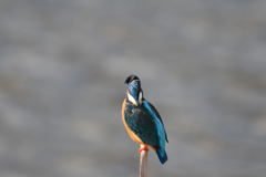 清流滝の如く-1