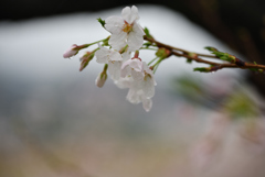 濡れた桜-2