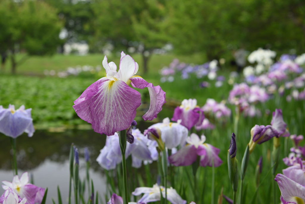 華やぐ水辺