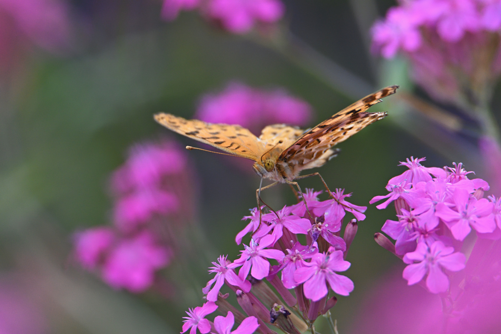 虫取り撫子の蝶