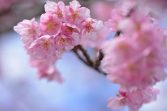 桜小学校④