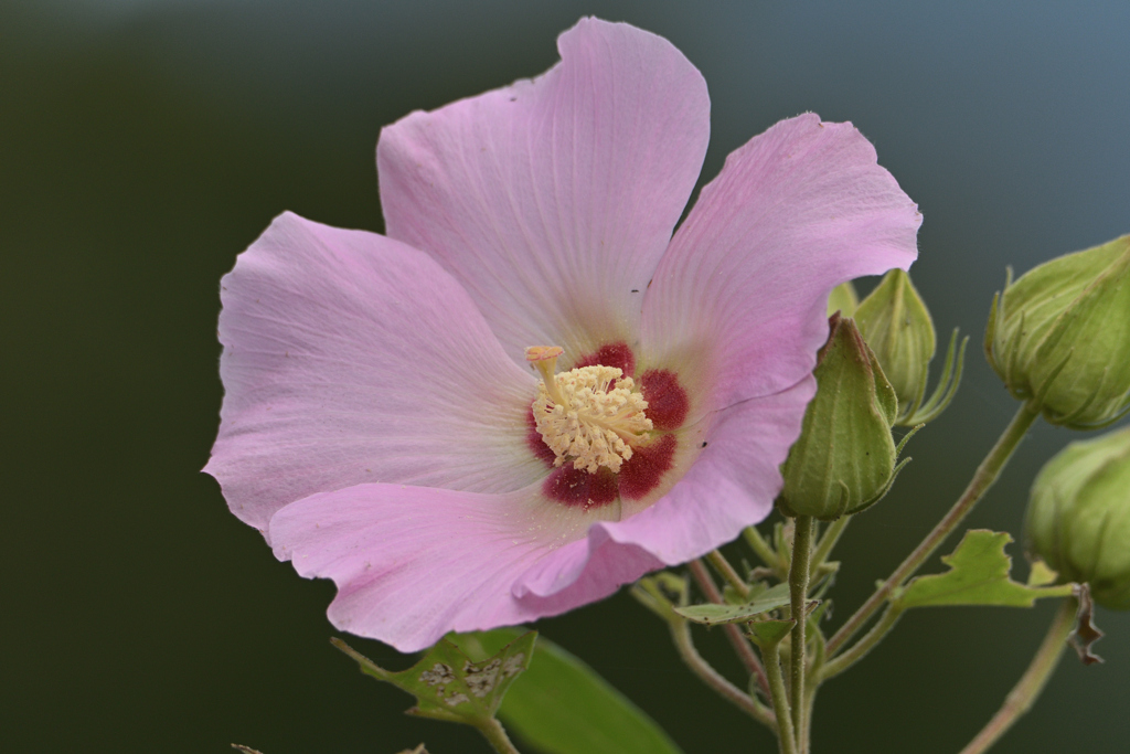 芙蓉