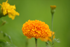 花の詩