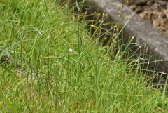 野蒜が揺れる