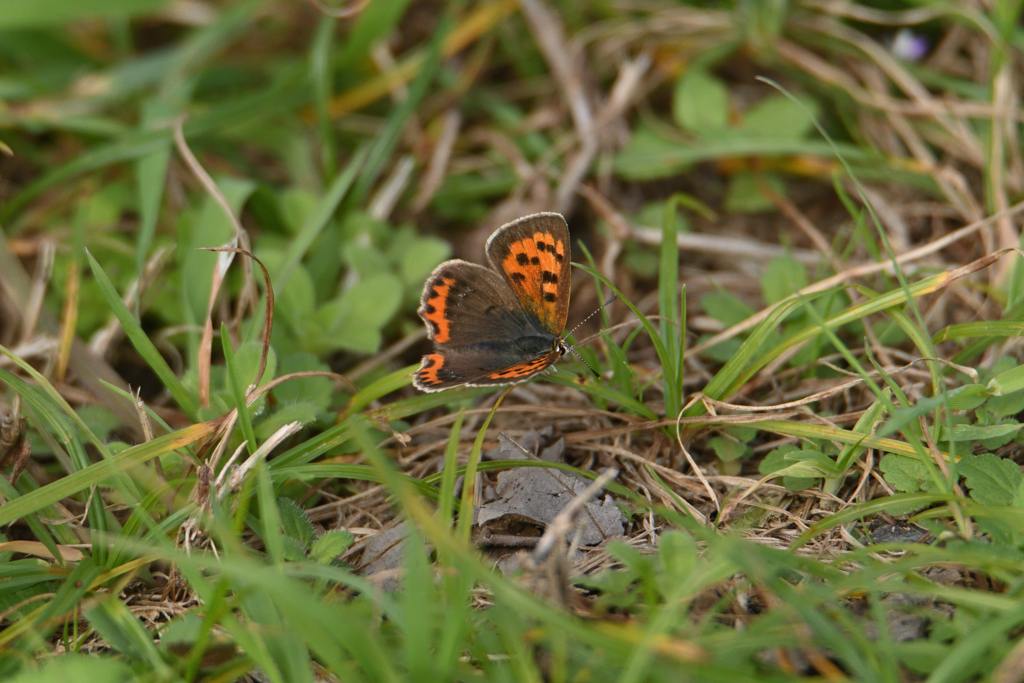 今年は何時まで