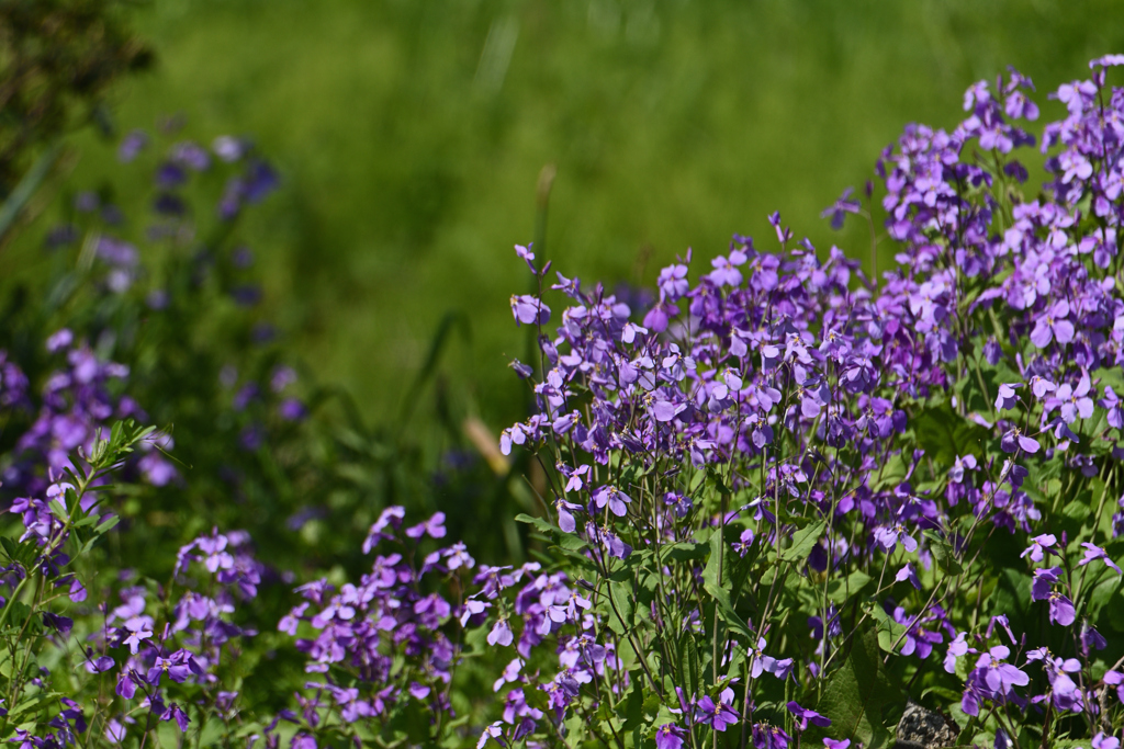 大紫羅欄花