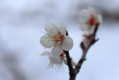 白梅の一点