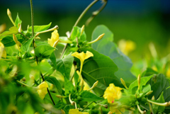 野草でもね ⑯ 白粉花_黄
