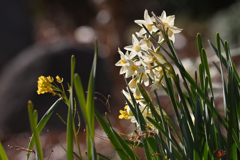 春の光が透けた