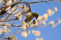 花に舞う