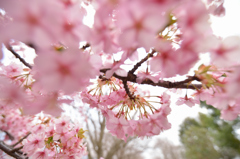 河津桜 ③