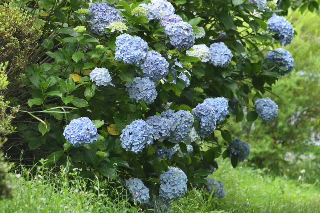紫陽花の夏