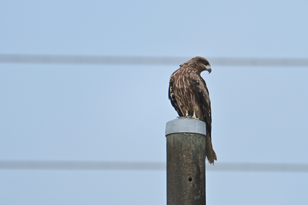 電柱の鳶
