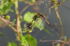 ひっつき虫にひっつき虫