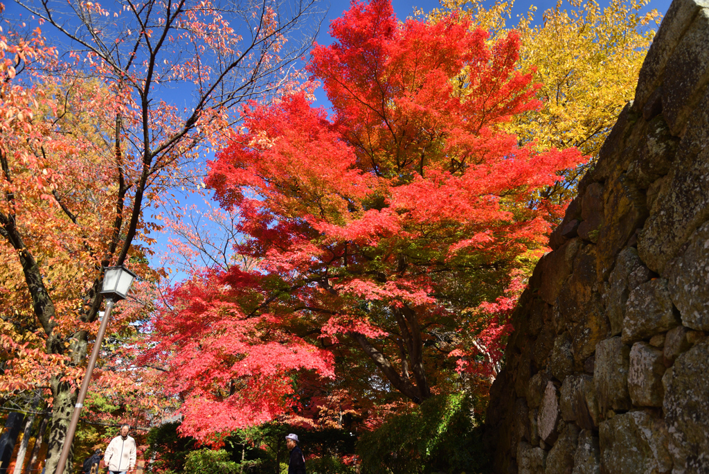 紅葉真っ盛り-1