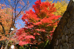 紅葉真っ盛り-1